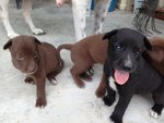 9 Puppies For Adoption - Mixed Breed Dog