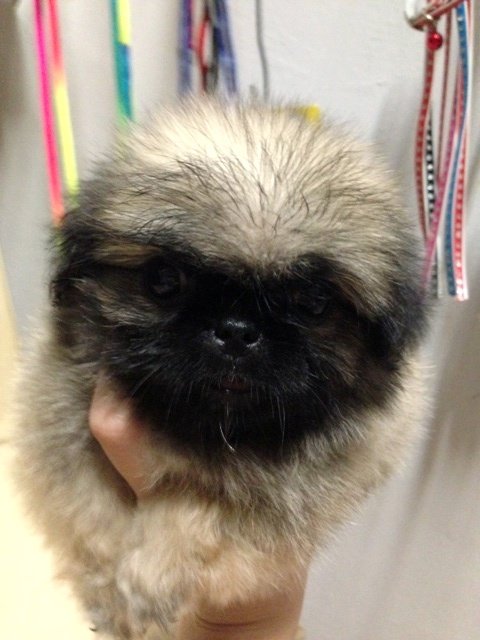 Pekingese Puppies Sold - 8 Years 2 Months, Sable Pekingese For Sale