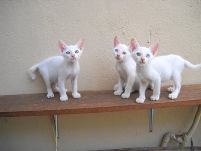 Odd-eyed White Kittens - Domestic Short Hair Cat
