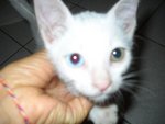 Yora with blue right eye and medium length tail 