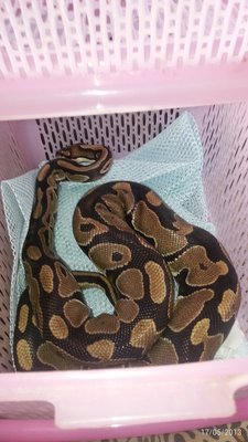 Cindy - Snake Reptile
