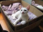Waira - Domestic Short Hair Cat