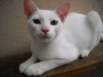 Waira - Domestic Short Hair Cat