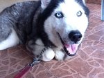 Maya - Husky + Siberian Husky Dog