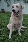 Trixie - Labrador Retriever Dog