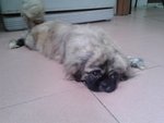 PF43932 - Pekingese Dog