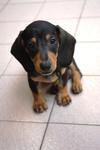 Dachshunds! - Dachshund Dog