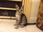 Sara - Domestic Short Hair Cat