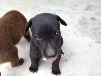 Puppy For Adoption - Mixed Breed Dog