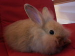 Fluffy, Jake The Pirate - Angora Rabbit + Lionhead Rabbit