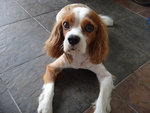 Bailey - Cavalier King Charles Spaniel Dog