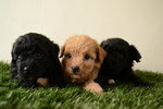 Toy Poodle (Black) - Poodle Dog