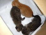 The 3 Little Kitts