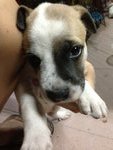 5 Puppies For Adoption - Mixed Breed Dog