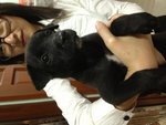 5 Puppies For Adoption - Mixed Breed Dog