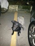 Found : Blackie (Missing Dog) - Mixed Breed Dog