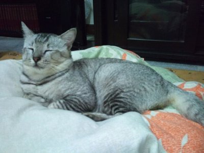 Maya - Domestic Short Hair + Persian Cat