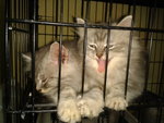 Male&female Kitten - Persian Cat