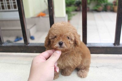 Super Tiny Poodle Puppy With Mka Ce - Poodle Dog