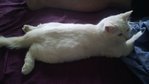 Amang - Domestic Long Hair + Siamese Cat