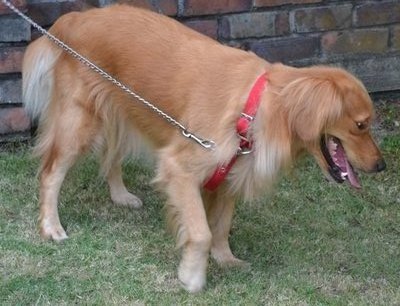 Gina - Golden Retriever Dog