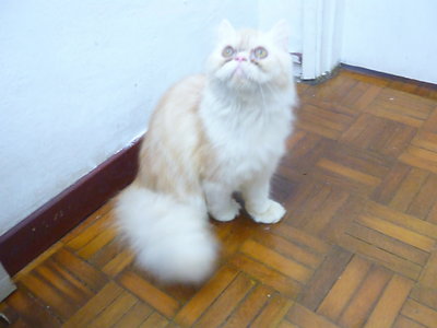Persian_manja - Persian Cat