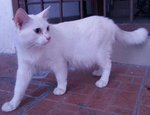 Handsome Lucky - Domestic Long Hair + Domestic Medium Hair Cat