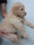 Giant Bone Golden Retriever Puppies - Golden Retriever Dog