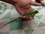Baby Green Iguana - Iguana Reptile
