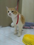 Poopie - Domestic Medium Hair Cat