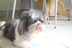 Junior - Shih Tzu Dog