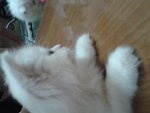 Norwegian Forest Cat  - Norwegian Forest Cat Cat