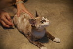 PF45055 - Domestic Medium Hair Cat