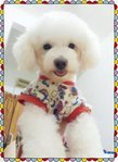 Qianqian (Qq) Not For Sale/adoption - Poodle Dog