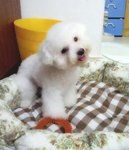 Qian Jin (Qj) Not For Sale/adoption - Poodle Dog