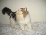 Cfa Persian Flat Face Male - Persian Cat