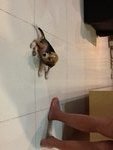 Angel - Beagle Dog