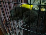 Black - Persian + Domestic Long Hair Cat