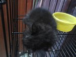Black - Persian + Domestic Long Hair Cat