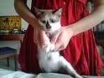 Full Moon - Domestic Short Hair Cat