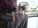 Jessie - Domestic Short Hair Cat