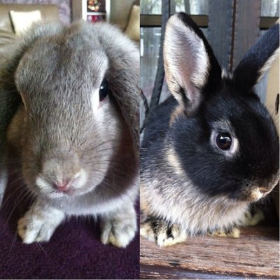 Muffin &amp; Mojo  - Netherland Dwarf + Holland Lop Rabbit