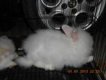 Barnie - Angora Rabbit Rabbit