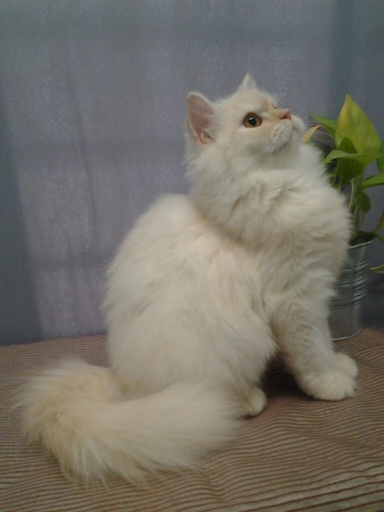 Persian + Maine Coon Kitten Sold 8 Years, Milkygurl Mainecoon Mix