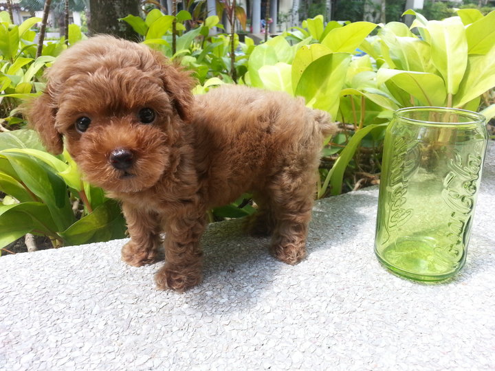 Poodle Puppy Sold 10 Years 6 Months, Tiny Toy Poodle Girl Super Red