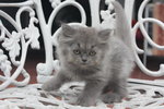 Baby Cool - Persian Cat