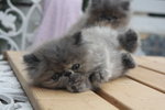 Little Daisy - Persian Cat