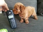 Female Red Tiny Toy Poodle Puppy - Poodle Dog