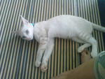 Kurus - Domestic Short Hair + Siamese Cat