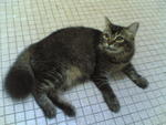 Molly - Domestic Medium Hair Cat